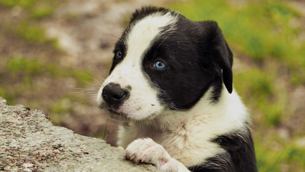 Wallpaper puppy, dog, muzzle, eyes