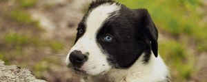 Preview wallpaper puppy, dog, muzzle, eyes