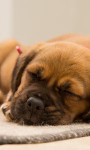 Preview wallpaper puppy, dog, muzzle, sleep