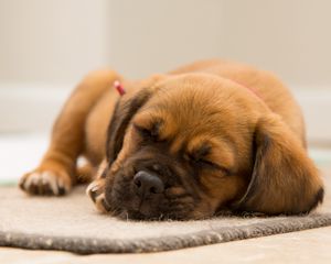 Preview wallpaper puppy, dog, muzzle, sleep