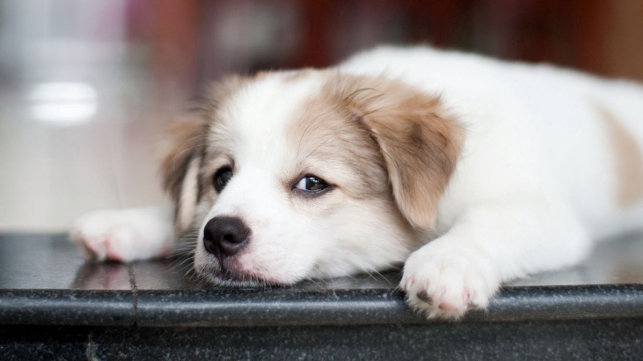 Wallpaper puppy, dog, muzzle, eyes, sad