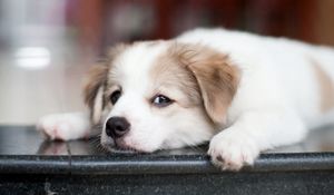Preview wallpaper puppy, dog, muzzle, eyes, sad