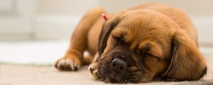 Preview wallpaper puppy, dog, muzzle, sleep