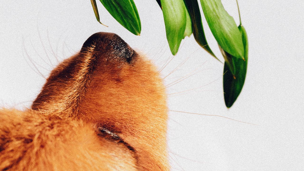 Wallpaper puppy, dog, nose, plant, sniff