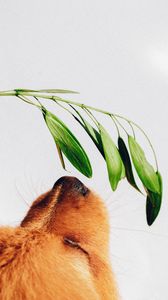 Preview wallpaper puppy, dog, nose, plant, sniff