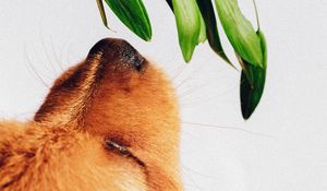 Preview wallpaper puppy, dog, nose, plant, sniff