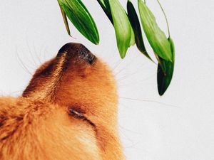 Preview wallpaper puppy, dog, nose, plant, sniff