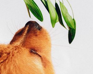 Preview wallpaper puppy, dog, nose, plant, sniff