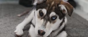 Preview wallpaper puppy, dog, pet, view, heterochromia