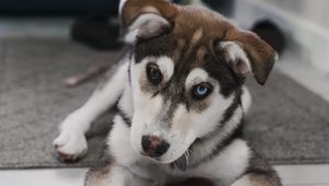 Preview wallpaper puppy, dog, pet, view, heterochromia