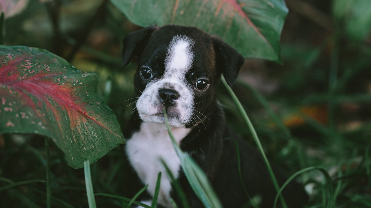 Wallpaper puppy, dog, pet, grass, cute
