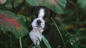 Preview wallpaper puppy, dog, pet, grass, cute
