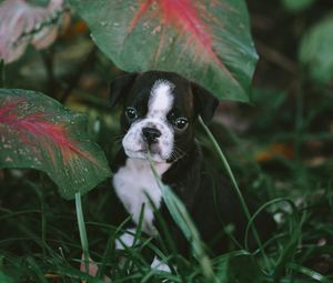 Preview wallpaper puppy, dog, pet, grass, cute
