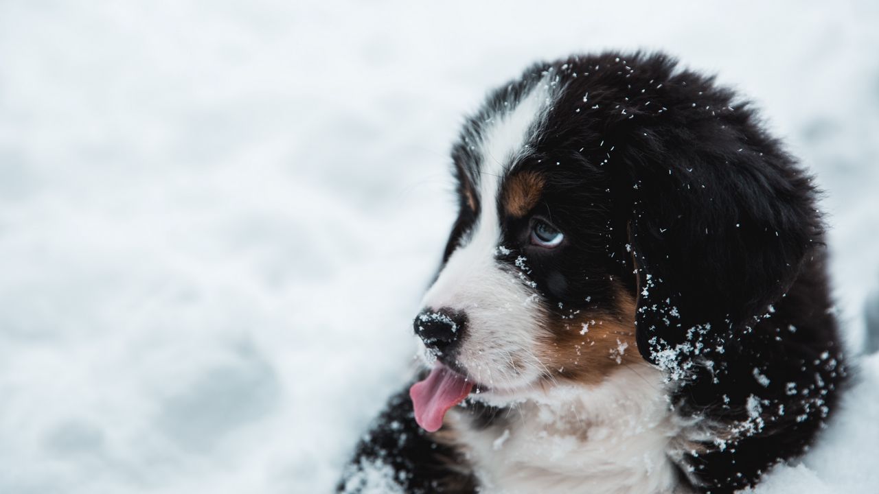 Wallpaper puppy, dog, protruding tongue, snow