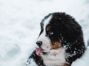 Preview wallpaper puppy, dog, protruding tongue, snow