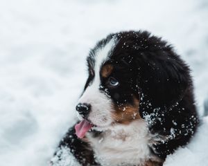 Preview wallpaper puppy, dog, protruding tongue, snow