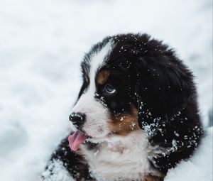 Preview wallpaper puppy, dog, protruding tongue, snow