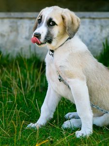 Preview wallpaper puppy, dog, protruding tongue, cute