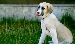 Preview wallpaper puppy, dog, protruding tongue, cute