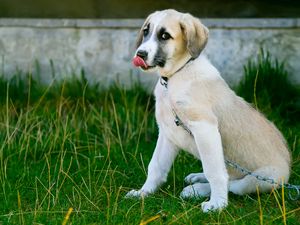 Preview wallpaper puppy, dog, protruding tongue, cute