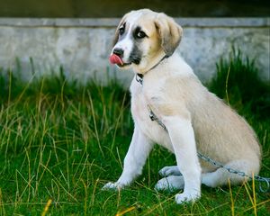 Preview wallpaper puppy, dog, protruding tongue, cute