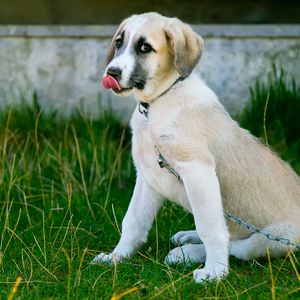 Preview wallpaper puppy, dog, protruding tongue, cute