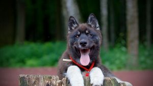 Preview wallpaper puppy, dog, protruding tongue, collar