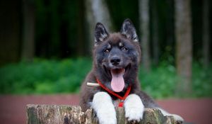 Preview wallpaper puppy, dog, protruding tongue, collar