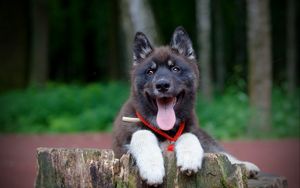 Preview wallpaper puppy, dog, protruding tongue, collar