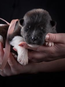 Preview wallpaper puppy, dog, ribbon, hands