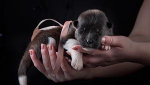Preview wallpaper puppy, dog, ribbon, hands