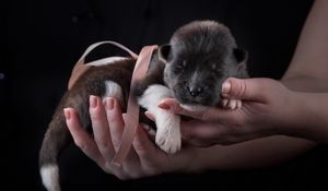 Preview wallpaper puppy, dog, ribbon, hands