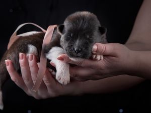 Preview wallpaper puppy, dog, ribbon, hands