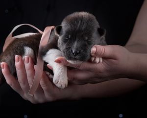 Preview wallpaper puppy, dog, ribbon, hands