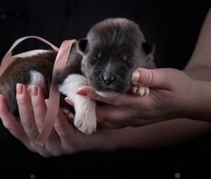 Preview wallpaper puppy, dog, ribbon, hands