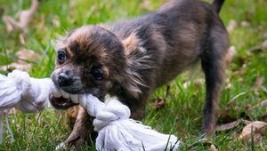 Preview wallpaper puppy, dog, rope, muzzle