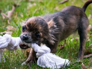 Preview wallpaper puppy, dog, rope, muzzle