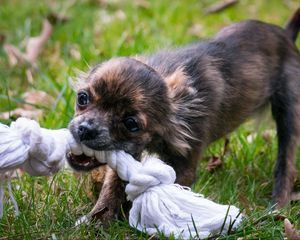 Preview wallpaper puppy, dog, rope, muzzle