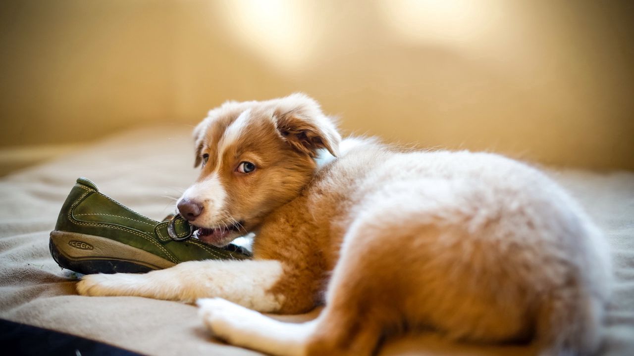 Wallpaper puppy, dog, shoes, playful