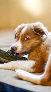 Preview wallpaper puppy, dog, shoes, playful