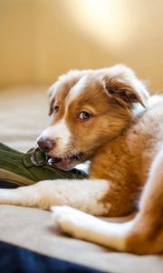 Preview wallpaper puppy, dog, shoes, playful