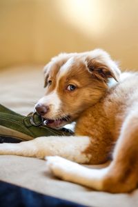 Preview wallpaper puppy, dog, shoes, playful