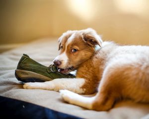 Preview wallpaper puppy, dog, shoes, playful