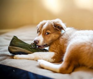 Preview wallpaper puppy, dog, shoes, playful