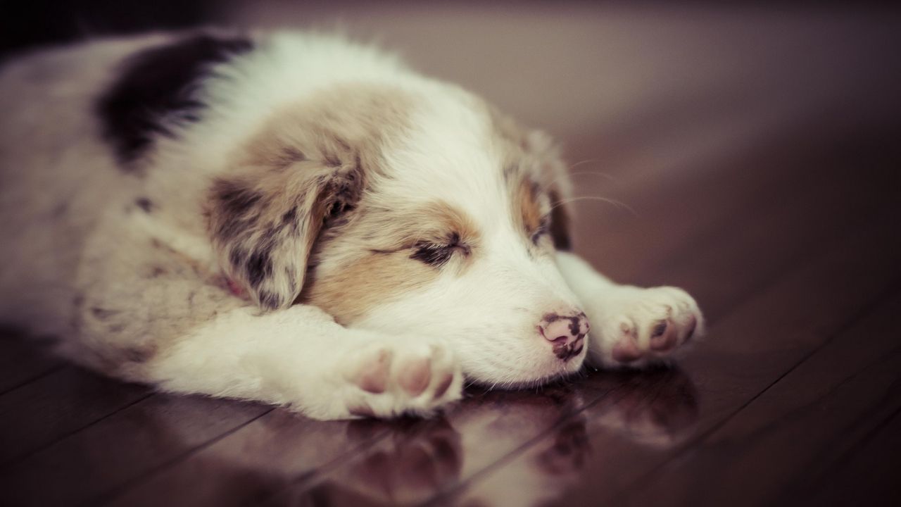 Wallpaper puppy, dog, sleep, spotted