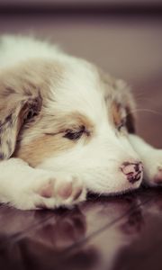 Preview wallpaper puppy, dog, sleep, spotted