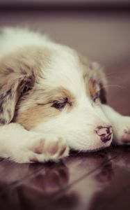 Preview wallpaper puppy, dog, sleep, spotted