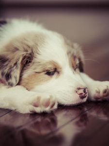 Preview wallpaper puppy, dog, sleep, spotted