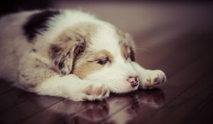 Preview wallpaper puppy, dog, sleep, spotted