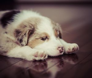 Preview wallpaper puppy, dog, sleep, spotted